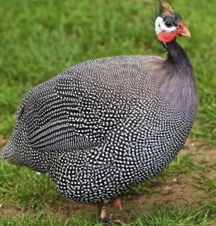 Guineafowl